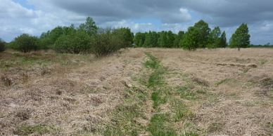 Weg durch das Westermoor