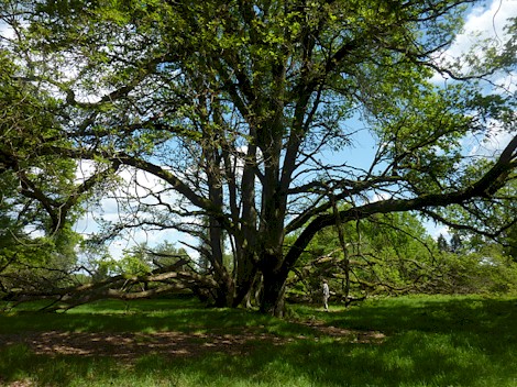 1.22 Baum auf dem Platau Totengrund