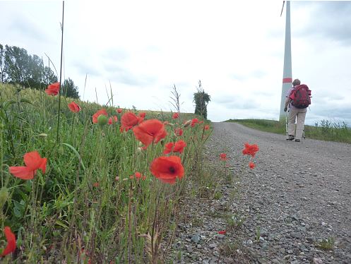 5-1-1 Windpark vor Adorf