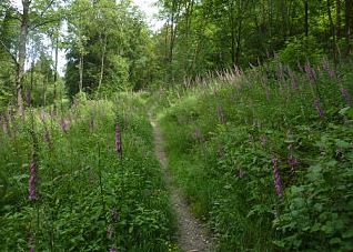 5.2 Weg nach Niedersfeld1